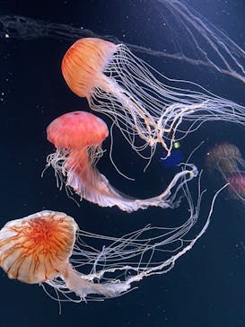 サンシャイン水族館に投稿された画像（2023/8/12）