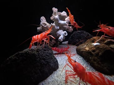 環境水族館アクアマリンふくしまに投稿された画像（2023/8/12）