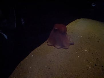 環境水族館アクアマリンふくしまに投稿された画像（2023/8/12）