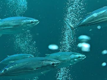 環境水族館アクアマリンふくしまに投稿された画像（2023/8/12）