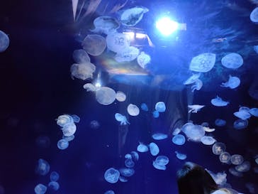 サンシャイン水族館に投稿された画像（2023/8/12）