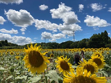 成田ゆめ牧場に投稿された画像（2023/8/12）