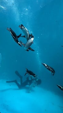 上越市立水族博物館 うみがたりに投稿された画像（2023/8/12）