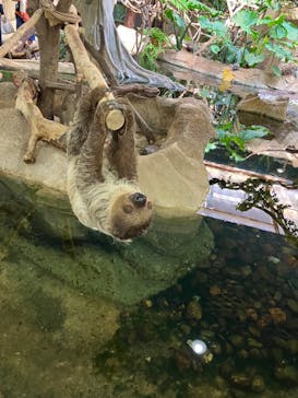 那須どうぶつ王国に投稿された画像（2023/8/12）