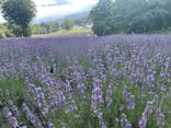 たんばらラベンダーパークに投稿された画像（2023/8/12）