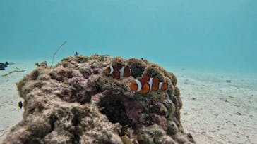 オースリーシュノーケル宮古島に投稿された画像（2023/8/12）