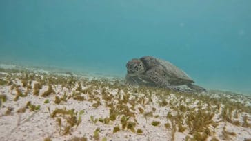 オースリーシュノーケル宮古島に投稿された画像（2023/8/12）