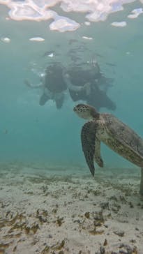 オースリーシュノーケル宮古島に投稿された画像（2023/8/12）