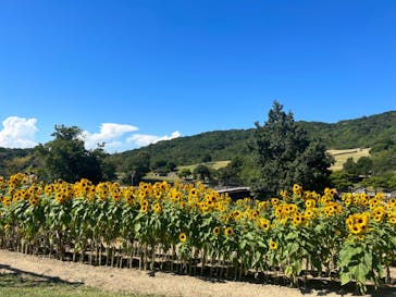 淡路ファームパーク イングランドの丘に投稿された画像（2023/8/12）