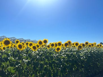 淡路ファームパーク イングランドの丘に投稿された画像（2023/8/12）
