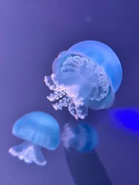 すみだ水族館に投稿された画像（2023/8/12）