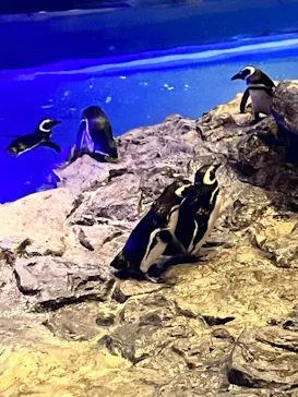 すみだ水族館に投稿された画像（2023/8/12）