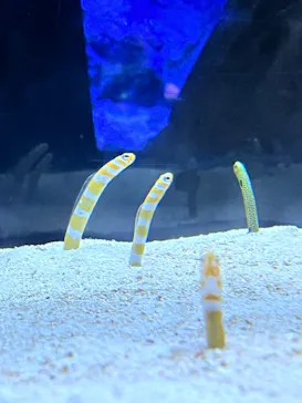 すみだ水族館に投稿された画像（2023/8/12）