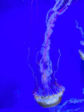 すみだ水族館に投稿された画像（2023/8/12）