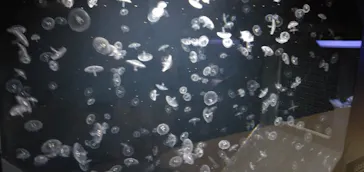 マクセル アクアパーク品川に投稿された画像（2023/8/12）