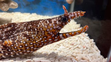 ぶっとんでるいきもの展に投稿された画像（2023/8/12）