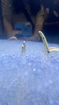 ぶっとんでるいきもの展に投稿された画像（2023/8/12）