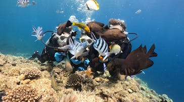 DIVING-SHOP SUNSに投稿された画像（2023/8/12）