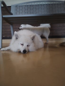 世界の名犬牧場に投稿された画像（2023/8/12）