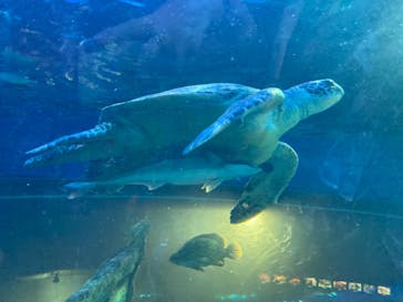 しながわ水族館に投稿された画像（2023/8/12）