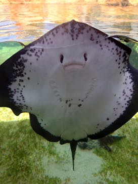 九十九島水族館海きららに投稿された画像（2023/8/12）