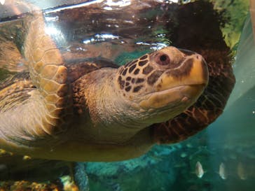 九十九島水族館海きららに投稿された画像（2023/8/12）