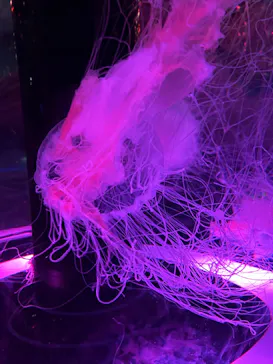 マクセル アクアパーク品川に投稿された画像（2023/8/12）