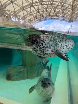 城崎マリンワールドに投稿された画像（2023/8/12）