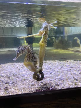 ゼロ距離水族館 伊勢シーパラダイスに投稿された画像（2023/8/12）