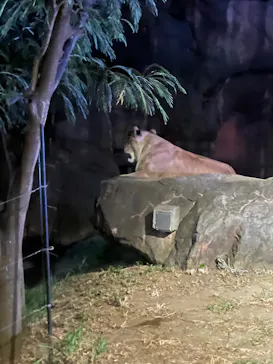 天王寺動物園に投稿された画像（2023/8/12）