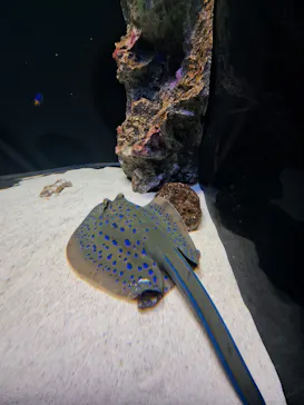 マクセル アクアパーク品川に投稿された画像（2023/8/12）