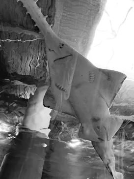 マクセル アクアパーク品川に投稿された画像（2023/8/12）