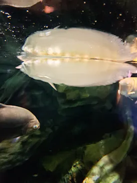 マクセル アクアパーク品川に投稿された画像（2023/8/12）