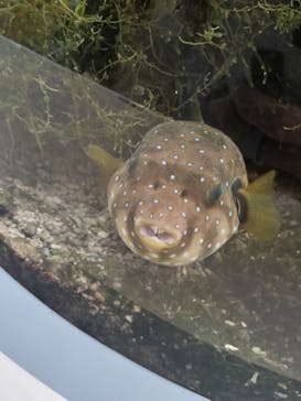 名古屋港水族館に投稿された画像（2023/8/12）