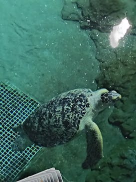名古屋港水族館に投稿された画像（2023/8/12）