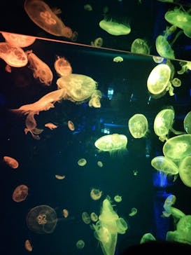 名古屋港水族館に投稿された画像（2023/8/12）