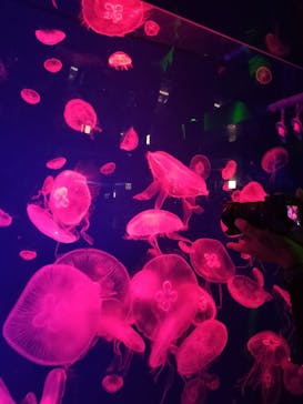 名古屋港水族館に投稿された画像（2023/8/12）