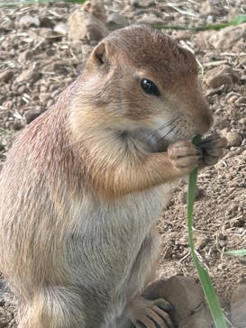 那須どうぶつ王国に投稿された画像（2023/8/12）