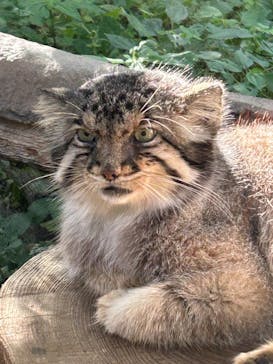 那須どうぶつ王国に投稿された画像（2023/8/12）