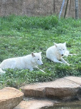 那須どうぶつ王国に投稿された画像（2023/8/12）