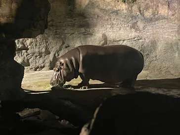 天王寺動物園に投稿された画像（2023/8/12）