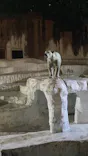 天王寺動物園に投稿された画像（2023/8/12）