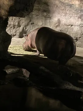 天王寺動物園に投稿された画像（2023/8/12）