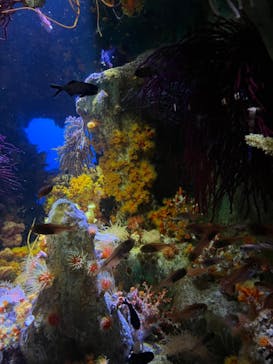サンシャイン水族館に投稿された画像（2023/8/12）