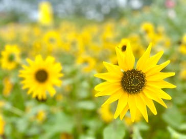せんだい農業園芸センター　みどりの杜に投稿された画像（2023/8/12）