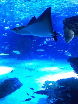 サンシャイン水族館に投稿された画像（2023/8/12）