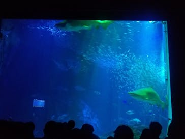 マリンワールド海の中道に投稿された画像（2023/8/12）