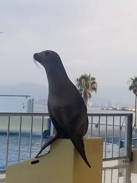 マリンワールド海の中道に投稿された画像（2023/8/12）
