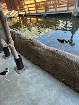 神戸どうぶつ王国に投稿された画像（2023/8/12）