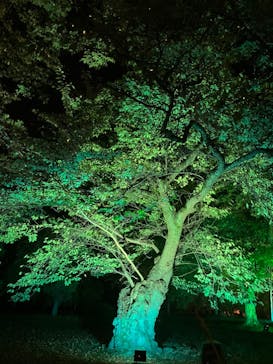 NAKED meets 二条城 2025 観月に投稿された画像（2023/8/12）